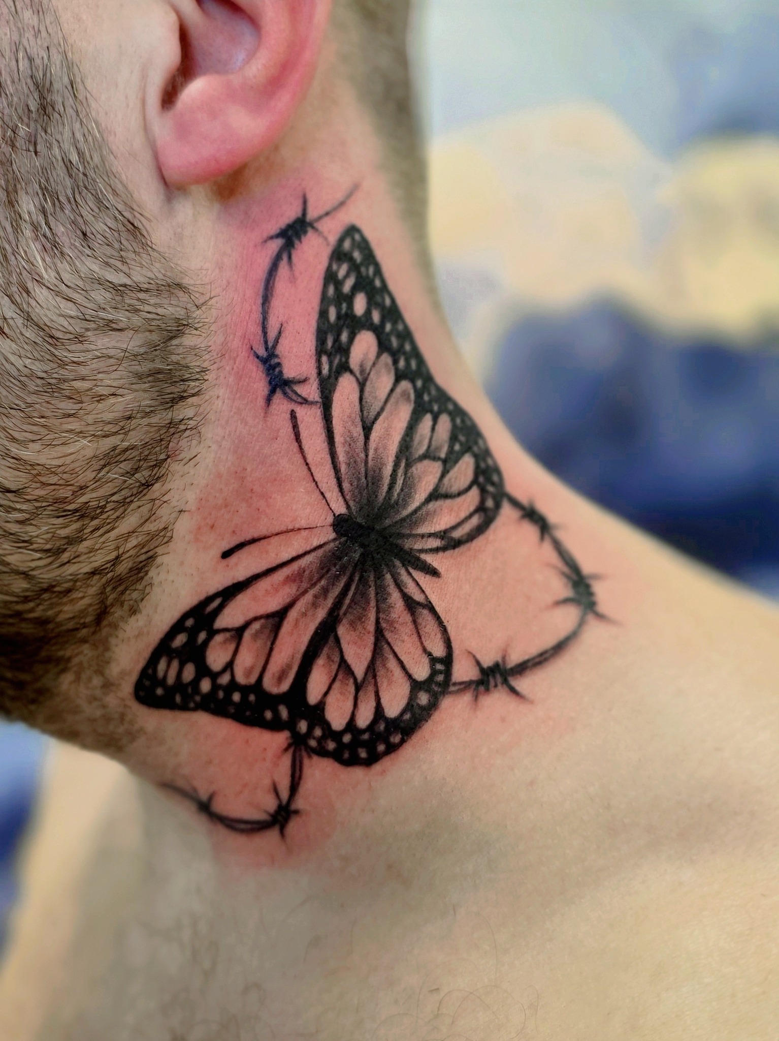 nove motyl.jpg